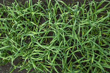 Garlic is grown on bed. Fresh green vegetable leaves on farm. Cultivate for healthy diet. Harvest for vegetarian dishes