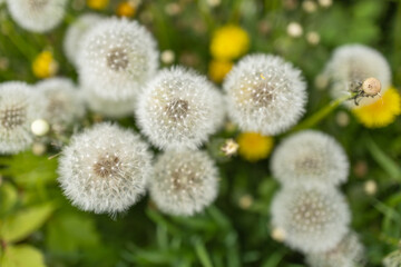 White fluffy dandelions, natural green spring background, selective focus