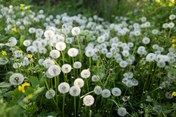 Fluffy dandelion flower against the background of the summer landscape