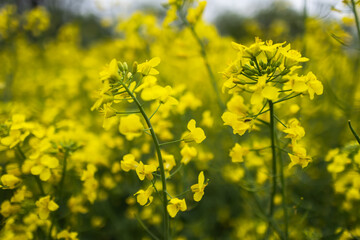 Obraz premium Close-up of canola or rapeseed blossom Brassica napus