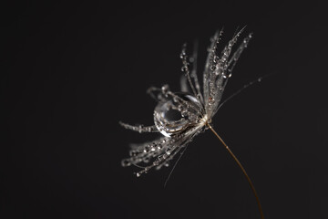 Beautiful shiny dew water drop on dandelion seed in nature macro. Soft selective focus, sparkling...