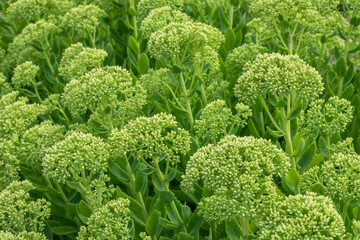 Plant Sedum Spectabile or Hylotelephium Spectabile is ready to bloom. Green round leaves background.