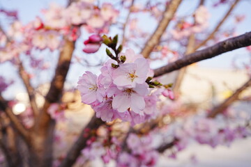 Pink Cherry Blossom in Japan - 日本 ピンク色 桜の花