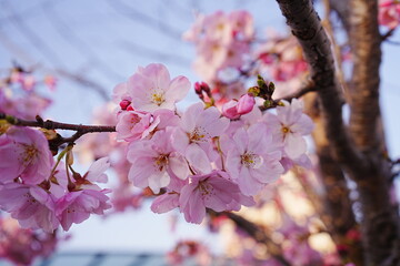 Pink Cherry Blossom in Japan - 日本 ピンク色 桜の花