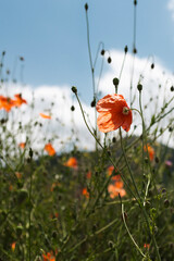 vertical shot of a field with bright red poppy . Close up