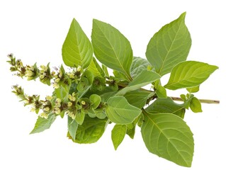 Fresh Holy Basil Leaves - Ayurvedic Herb Tulsi Isolated on White Background