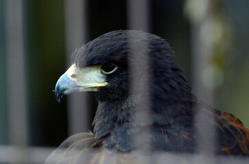 モモアカノスリ