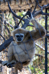 white tailed macaque