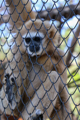 white tailed macaque