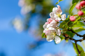 Fototapeta na wymiar White flowered tree branch against blue sky in natural landscape. Cherry blossom.