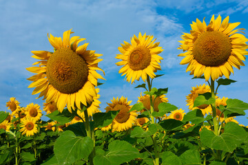 Sunflowers are grow on blue sky backgroound