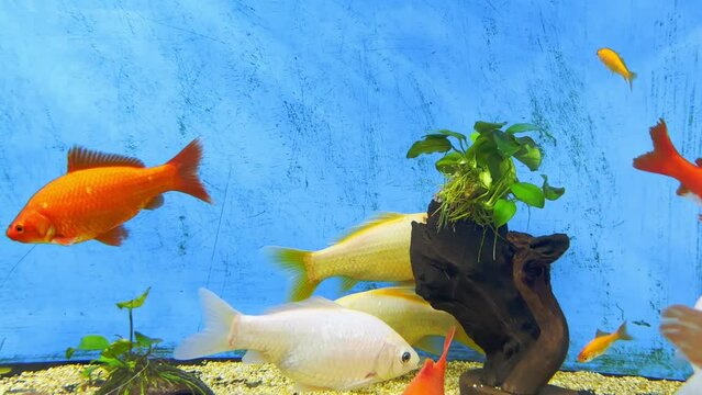pesci nell'acquario, fish in the aquarium