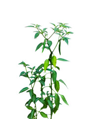 a plant of green chili with green leaves on a white background, green chili tree leaves isolated on white, 