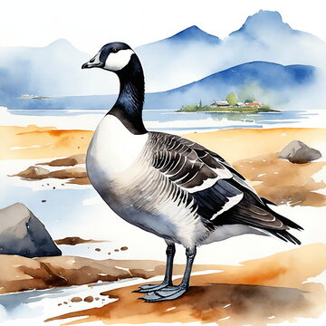 Barnacle Goose - Bird in natural landscape, watercolor illustration