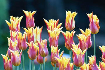 closeup of motley tulips in the garden