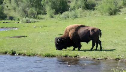 A Buffalo Grazing Peacefully Near A River Upscaled 3
