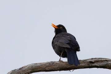 male blackbird singing in mating season
