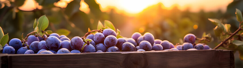 Sloes harvested in a wooden box in an orchard with sunset. Natural organic fruit abundance. Agriculture, healthy and natural food concept. Horizontal composition, banner.