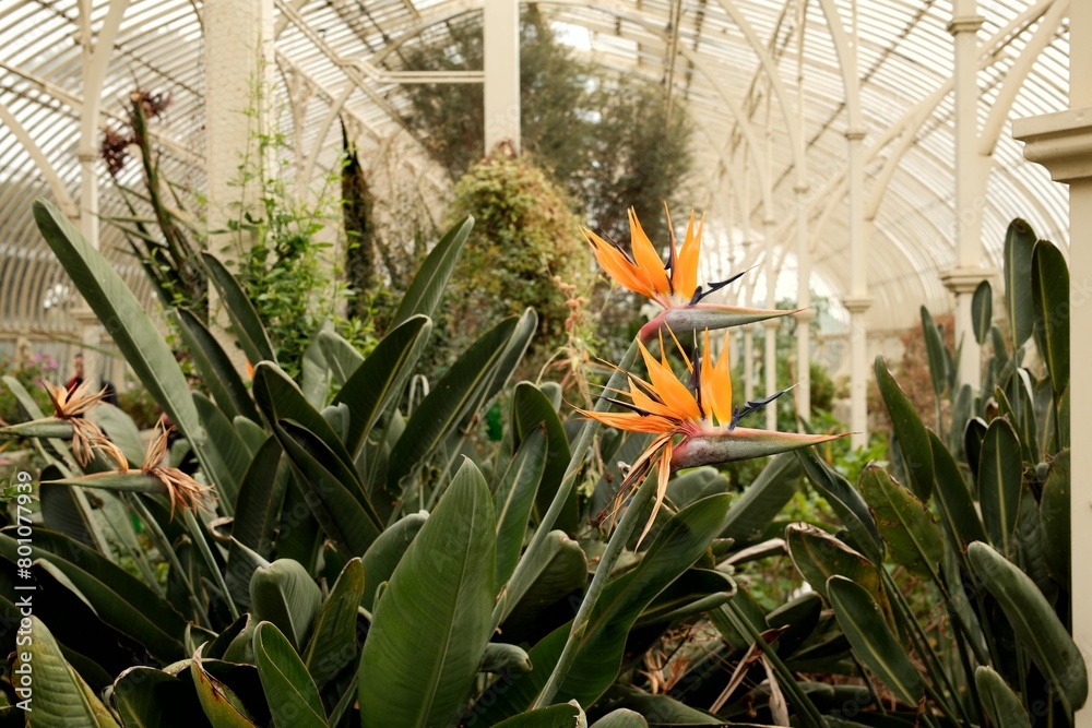 Poster Flowering bird of paradise plant inside the greenhouse of the botanic gardens