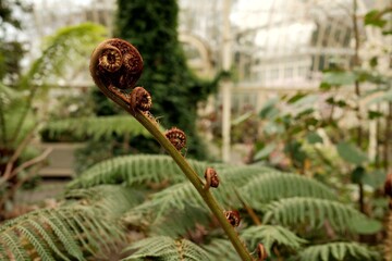 Lush fern unfurls in a botanical garden greenhouse