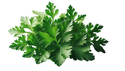 A bunch of fresh green parsley is piled on top of a white background, transparent background