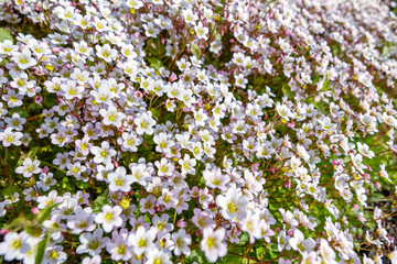 White flowered tree branch against blue sky in natural landscape. Cherry blossom.