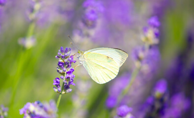 Butterflies on spring lavender flowers under sunlight. Beautiful landscape of nature with a panoramic view. Hi spring. long banner