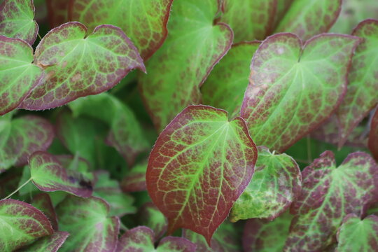 Green and red Epimedium versicolor sulphureum, barrenwort.