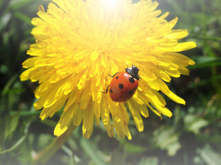 Ladybug on green Grass. Bright red ladybug on blade of green grass
