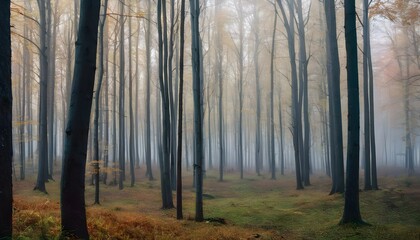 Golden Tranquility: Sunlit Paths in the Fall Forest