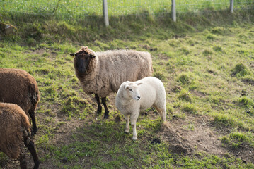 Cordero y oveja junto a valla en parcela de granja