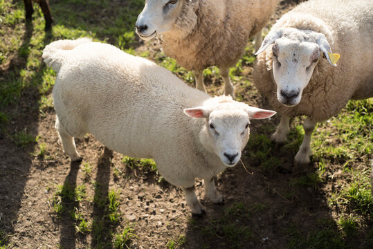 Cordero y oveja mirando a cámara hacia arriba en parcela de granja