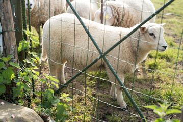 Corderos y ovejas tras valla de corral