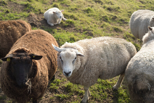 Corderos y ovejas en parcela de granja