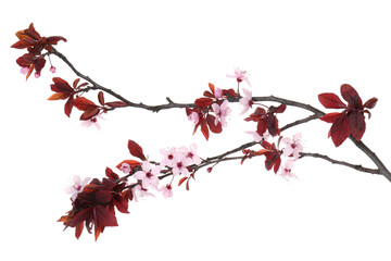 Spring tree branch with beautiful blossoms isolated on white