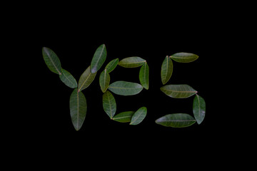 YES made Of Leaves Isolated In black background. YES latter made Of Leaves . Latter made OF green leaves on black background