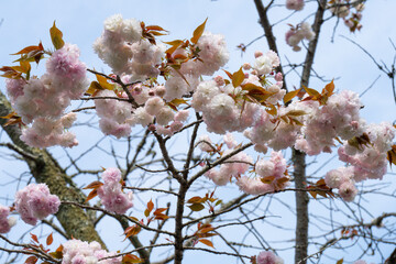 一心寺の八重桜