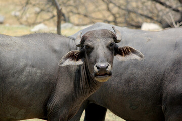 close up shot of buffalo italian buffalo and indian buffalo at water lake	
