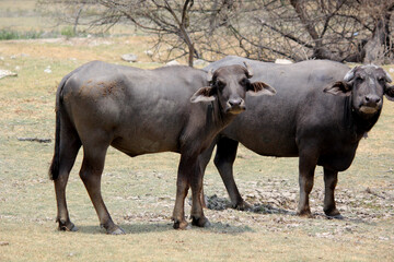 close up shot of buffalo italian buffalo and indian buffalo at water lake	
