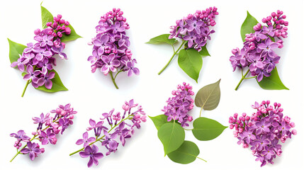 Set of beautiful lilac flowers 