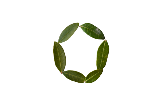 Circle Made Of green leaves isolated on white Transprent background . Zero made Of Green leaves PNG. PNG Leaves 