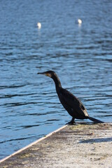 cormoran
