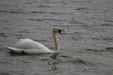 cisne