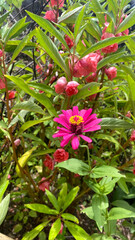 beautiful purple flower with green plants on background