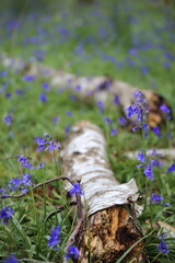 Bluebell woods UK