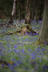 Bluebell woods UK