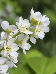 apple tree flowers,background