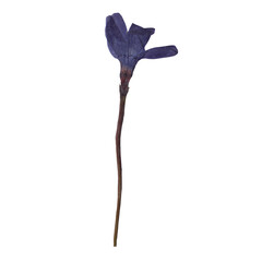 Isolated Pressed and dried Blue Periwinkle Flower with Leaves. Aesthetic decorative gardening,...