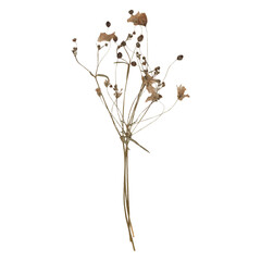 Isolated Pressed and Dried Brown Branch. Aesthetic scrapbooking Dry plants