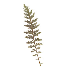 Isolated Pressed and dried Fern Branch. Aesthetic scrapbooking Dry plants